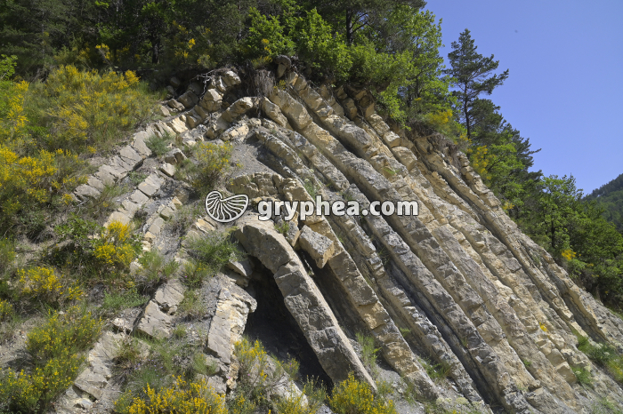 Roches plissées - gryphea.org